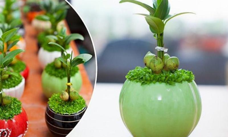 Hình ảnh các loại cây tài lộc tự nhiên phổ biến như cây kim tiền, cây phát lộc, cây ngọc bích được bày trí đẹp mắt